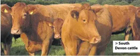  ??  ?? > South Devon cattle