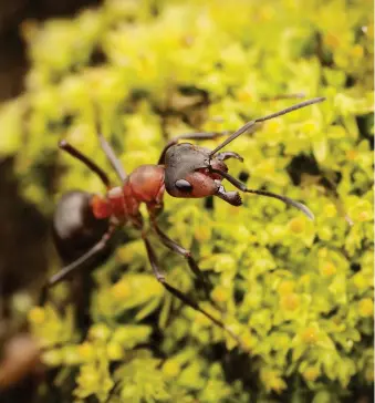  ??  ?? Above: wood ants in the Formica
rufa group are protected by law in many European countries. The insects play vital ecological roles.