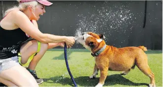  ?? LEAH HENNEL ?? Laken Watson gives Gus, a bulldog, a shower at Sleep Rover Doggy Hotel and Daycare.