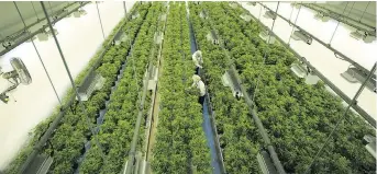  ?? SEAN KILPATRICK/THE CANADIAN PRESS ?? A grow room at Canopy Growths Tweed facility shows rows of product. Ontario has signed supply agreements with 32 licensed cannabis producers and 12 accessory suppliers.