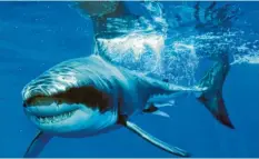  ?? Foto: Michael L. Domeier ?? Vor allem der Weiße Hai – hier ein zweijährig­es Weibchen – hat das Image eines Un‰ geheuers.