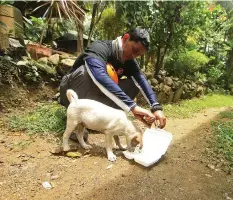  ?? BANAYNAL
ALDO NELBERT ?? A rescuer shares his food to an abandoned dog in Sitio Sindulan, Barangay Tinaan, City of Naga. Several animals were left behind following a mass evacuation.