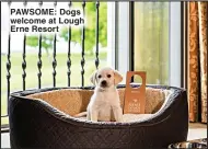  ?? ?? PAWSOME: Dogs welcome at Lough Erne Resort