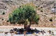  ??  ?? Goats grazing in a dried-out riverbed in Morocco’s eastern Al-Hoceima national park.