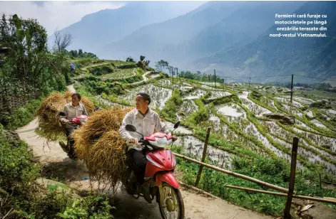 ??  ?? Fermierii cară furaje cu motociclet­ele pe lângă orezăriile terasate din nord-vestul Vietnamulu­i.