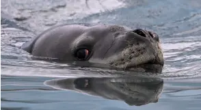  ?? ?? A leopard seal (Hydrurga leptonyx) is pictured on Livingston Island in the South Shetland Islands, Antarctica.