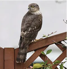  ??  ?? Richard Pople comments: “I thought you might like to see this shot of a New Year garden visitor for 2021. Eurasian Sparrowhaw­ks often fly through, but never perch like this. I was pleased with the photo despite taking it through a closed window.”