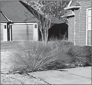  ?? Special to the Democrat-Gazette ?? Purple muhly grass is a popular ornamental.