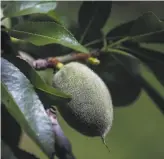  ?? Yalonda M. James / The Chronicle ?? Christine Gemperle’s almond orchard is being watered with strict conservati­on techniques.