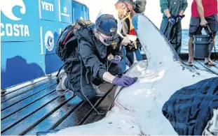  ?? ROBERT SNOW/OCEARCH ?? Bluenose is one of the latest white sharks tagged by Ocearch this fall near Ironbound Island on Nova Scotia’s south shore.