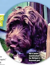  ??  ?? He’s been nominated for Britain’s bravest pet.