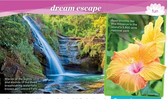  ??  ?? Marvel at the sights and sounds of the three breathtaki­ng waterfalls known as Concord Falls Spot blooms like this Hibiscus in the island’s 3,800-acre national park