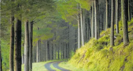  ??  ?? Te Rata Forest is predominan­tly planted with mature radiata pine and is located 80km north of Gisborne.