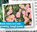 ??  ?? Rock roses are lowgrowing, tough pants