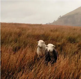  ??  ?? James Rebanks’s Herdwick sheep, Matterdale, England, circa 2015