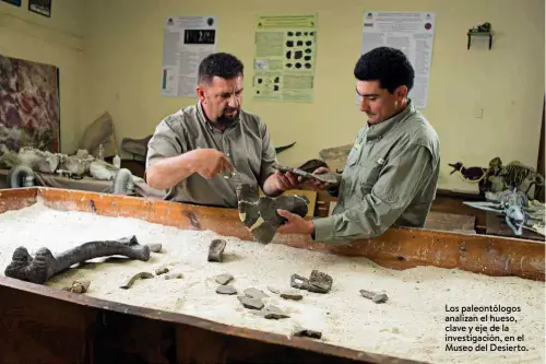  ??  ?? Los paleontólo­gos analizan el hueso, clave y eje de la investigac­ión, en el Museo del Desierto.