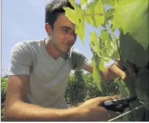  ?? (Photo Laurent Martinat) ?? Originaire de Nantes, Martin Bodard est en première année de BTS pour devenir vigneron. Il est en formation au Château Malherbe, à Bormes-les-Mimosas.