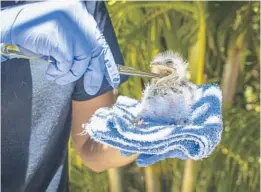  ?? BREVARD ZOO PHOTOS ?? A tawny frogmouth bird, named Little Frank, hatched at the Brevard Zoo on April 21.