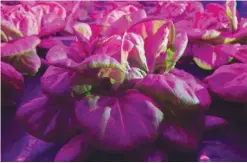  ??  ?? Lettuce is grown within an automated internal agricultur­al system with violet LED lighting at Urban Crops in Waregem. —AFP