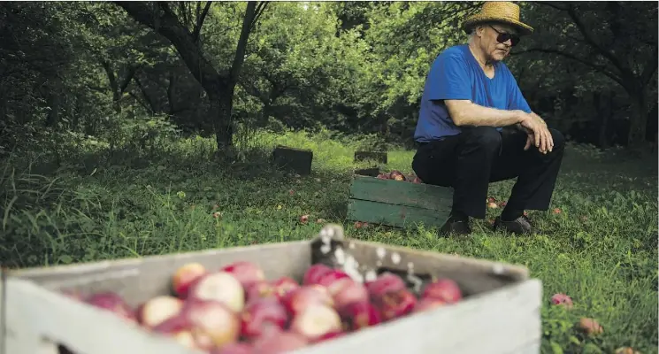  ?? PHOTOS: TYLER ANDERSON ?? Gerd Skof owns the site where the McIntosh apple was discovered in 1811. “I am not interested in opening the place to the public,” he says of the orchard.