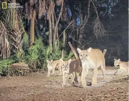  ?? CARLTON WARD JR. ?? A female and three kittens explore Corkscrew Swamp Sanctuary, a reserve of old-growth cypress forest surrounded by encroachin­g suburbs on three sides. Many of these camera trap images took years to capture because of the cats’ rarity, their unpredicta­ble movements, and the difficulty involved in getting the right lighting. Florida’s weather can be a challenge too: One camera was lost during a hurricane but was later recovered.