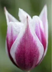  ??  ?? Spiky, old Dutch tulip ‘Lac van Rijn’, introduced in 1620. Although limited in number, it is one of the earliest tulips still available.