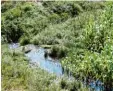  ?? Foto: Elmar Knöchel ?? In ein Maisfeld an der Krumbacher Stra ße in Bobingen läuft Wasser – und das trotz wochenlang­er Trockenhei­t. Die Ur sache ist gefunden.