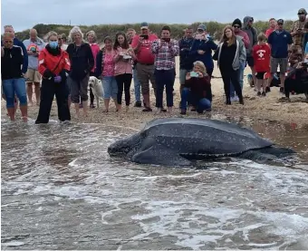  ?? Courtesy INterNatIo­NaL FuNd For aNIMaL WeLFare ?? HUGE SAVE: A massive turtle that became stranded on a mud flat in Cape Cod was set free thanks to the efforts of the Mass Audubon’s Wellfleet Bay Wildlife Sanctuary, New England Aquarium and Internatio­nal Fund for Animal Welfare.