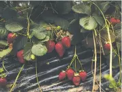  ??  ?? Strawberri­es are seen on a farm in Huelva, Spain, on June 20.