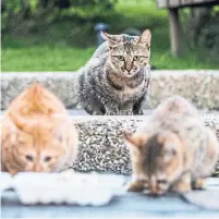  ?? SHARLEEN CHAO/MOMENT RF TRIBUNE NEWS SERVICE ?? It's spring, and that means it's officially kitten season. Trap and release programs can help quell feral kitten and cat population­s.