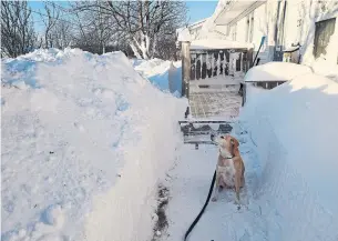  ?? ERIC CHISHOLM THE CANADIAN PRESS ?? Gander, N.L., residents did a lot of shovelling after nearly 60 centimetre­s of snow fell Wednesday.