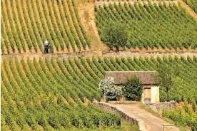  ?? ?? A vineyard in Burgundy, France. Photograph: Thomas Roussel/Alamy