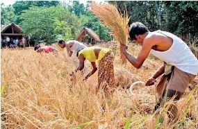  ?? ?? Harvesting time.