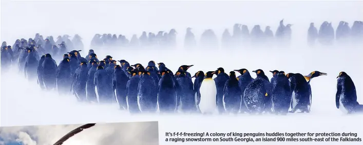  ??  ?? It’s f-f-f-freezing! A colony of king penguins huddles together for protection during a raging snowstorm on South Georgia, an island 900 miles south-east of the Falklands