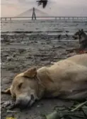  ??  ?? Stray dogs in Mumbai. India has a long tradition of caring for strays, or "community dogs," which are protected by Indian law.