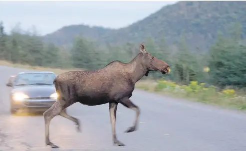  ?? JONATHAN HAYWARD / THE CANADIAN PRESS ?? Newfoundla­nd is overrun with moose, and a cull can indeed inspire lofty art, the Post’s Rex Murphy writes.