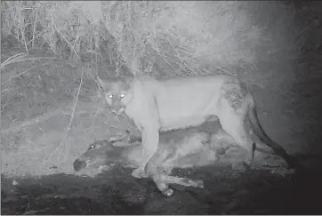  ?? Erick Lundgren ?? A MOUNTAIN LION with its prey, a wild donkey, in Death Valley National Park. Researcher­s are studying the evolving dynamic between the two species, which potentiall­y has beneficial effects for the ecosystem.