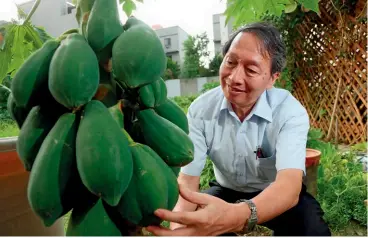  ??  ?? 中研院院士葉錫東研究­基改木瓜，是木瓜病毒的世界權威。