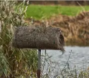  ?? ?? Nesting tubes have been added to help sustain the area’s viable mallard population