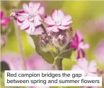  ??  ?? Red campion bridges the gap between spring and summer flowers