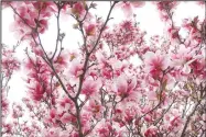  ?? Daniel Bereznicki/Westside Eagle Observer ?? In March, pink Magnolia flowers are at their peak for blossoming. Take in the colors and remember spring is almost here.