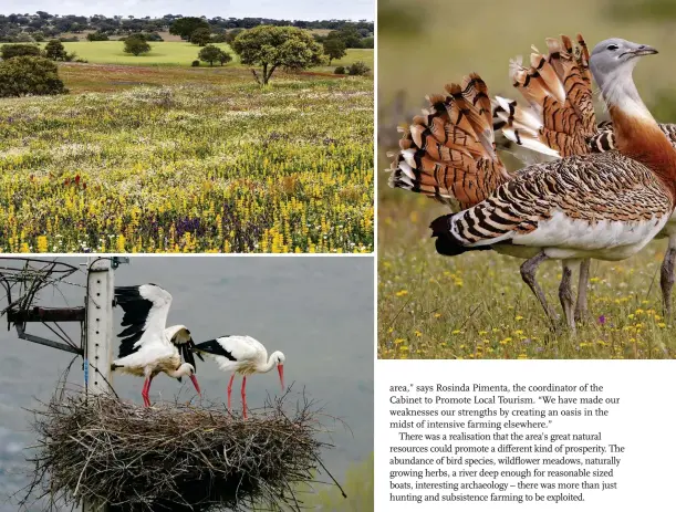  ??  ?? Top left: wildflower meadows in Guadiana Natural Park support insects, which feed the area’s abundant birdlife. Above: white storks nest on a pylon. Below: the area has a healthy Montagu’s harrier population.