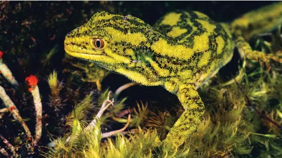  ?? Photo/Rod Morris ?? ABOVE: Ending mining on conservati­on land would be a powerful legacy and investment in the future. Please donate today to protect the wildlife and wild places you love, like this West Coast green gecko.