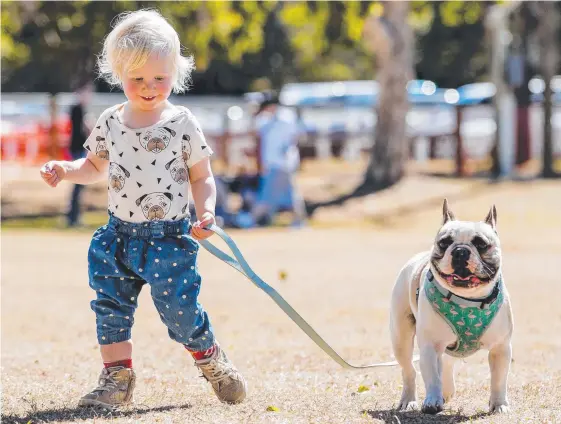  ?? Pictures: JERAD WILLIAMS ?? Aurelia Primus, 2, with ‘partner in crime’ French bulldog Hugo at Paws at the Park at Mudgeeraba Showground yesterday.