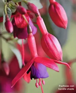  ??  ?? Fuchsias can handle shade