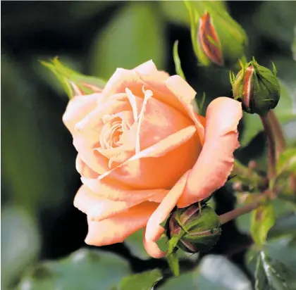  ?? Photo / Getty Images ?? A summer pruning can reinvigora­te your roses.