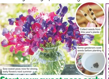  ??  ?? Sow sweet peas now for strong, early flowers next summer
Collect seeds from this year’s plants
Some gardeners soak seeds before planting