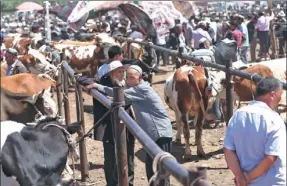  ??  ?? Kashgar’s livestock market has been in operation since the times of the ancient Silk Road.