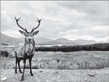  ?? ?? Stag in the Glen by Pat McElhinney.