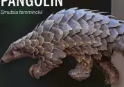  ??  ?? Of the four species of pangolin found in Africa, the ground (or Temminck’s) is the most widespread.